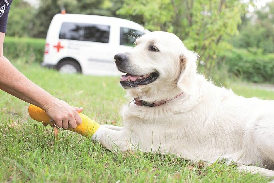 Erste Hilfe am Hund